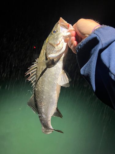 ヒラスズキの釣果