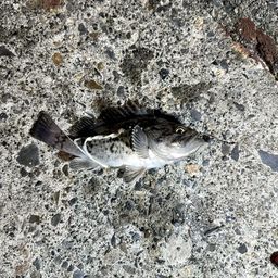 クロソイ