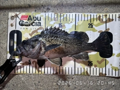 クロソイの釣果