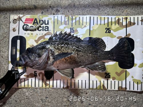 クロソイの釣果