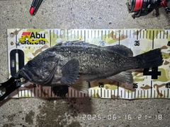 クロソイの釣果