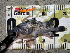 クロソイの釣果