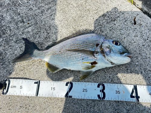 ヘダイの釣果