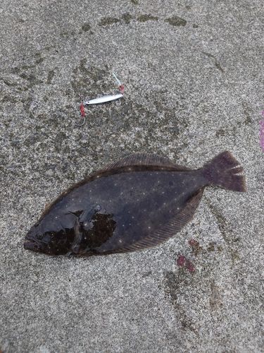 ヒラメの釣果