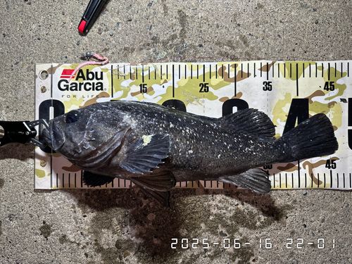 クロソイの釣果