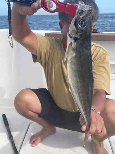 マアジの釣果