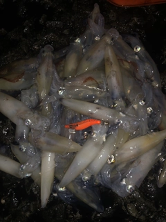 マメイカの釣果