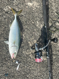 ワカシの釣果