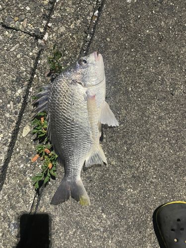 キビレの釣果