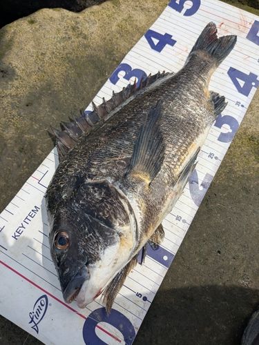 クロダイの釣果