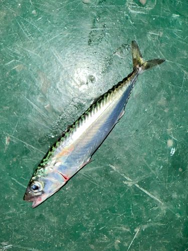 マサバの釣果