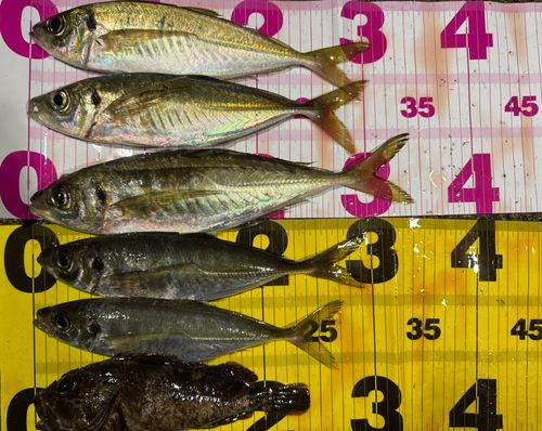 アジの釣果