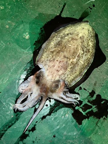 モンゴウイカの釣果
