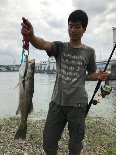 スズキの釣果