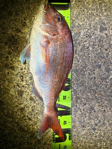 マダイの釣果
