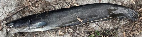 ナマズの釣果