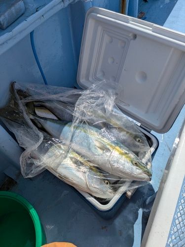 ワラサの釣果