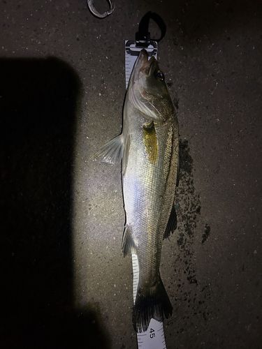 シーバスの釣果