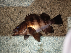 メバルの釣果