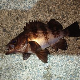 メバル