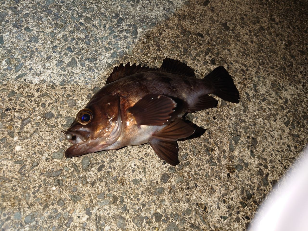 メバル