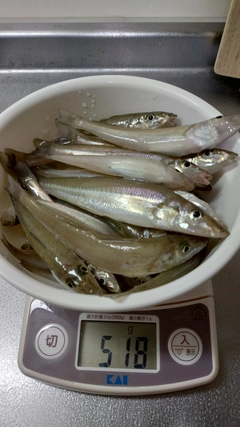 キスの釣果