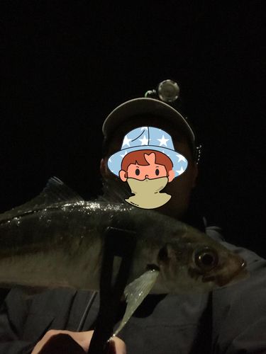 マアジの釣果