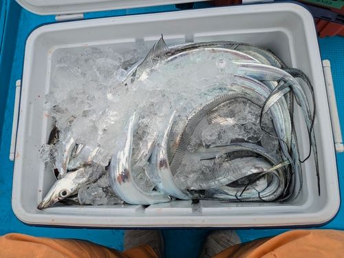タチウオの釣果