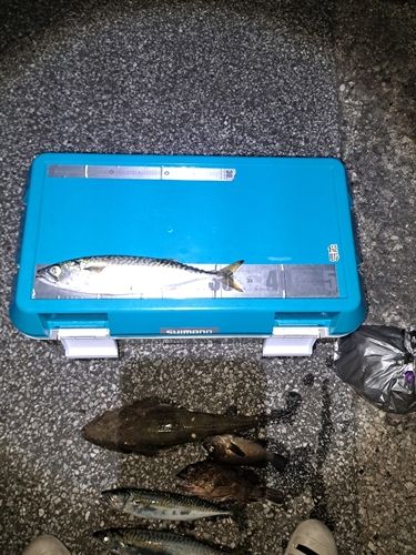 サバの釣果