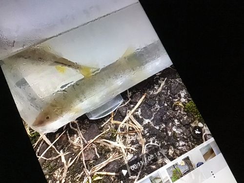 タカハヤの釣果