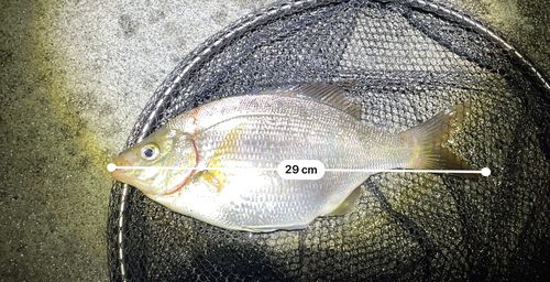 ウミタナゴの釣果