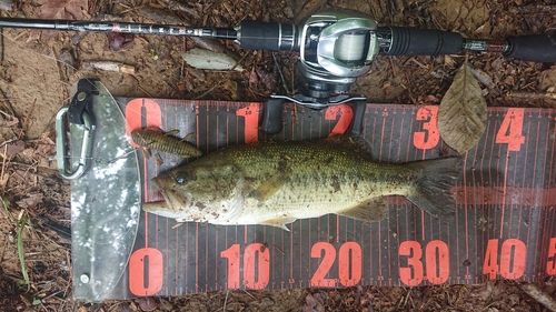 ブラックバスの釣果