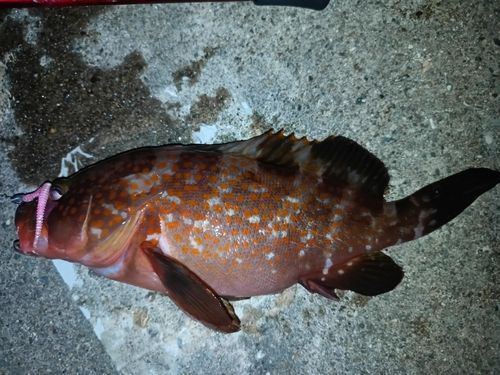キジハタの釣果