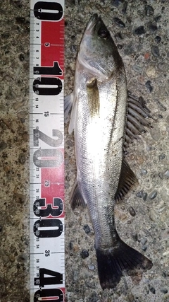 フッコ(マルスズキ)の釣果