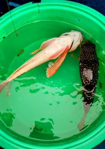 ホウボウの釣果