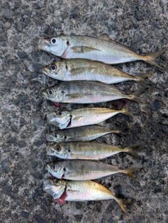 トビウオの釣果