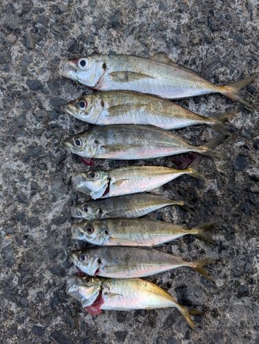 トビウオの釣果