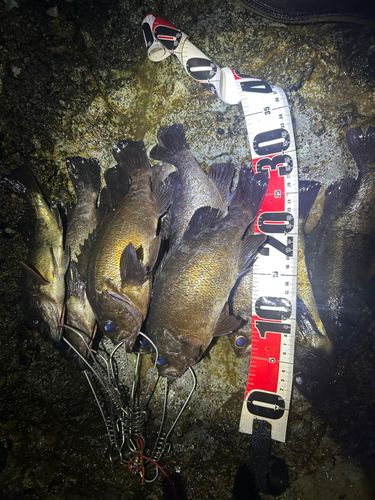 メバルの釣果