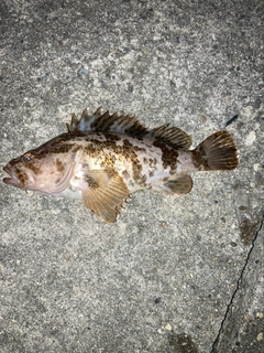 タケノコメバルの釣果