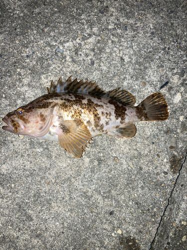 タケノコメバル