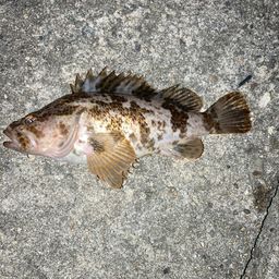 タケノコメバル