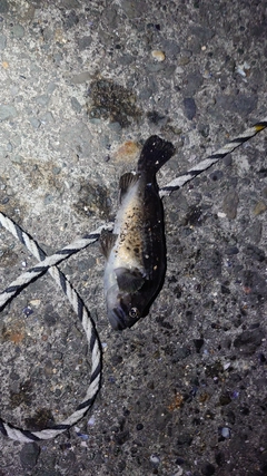 クロソイの釣果