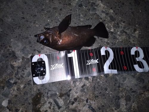 メバルの釣果