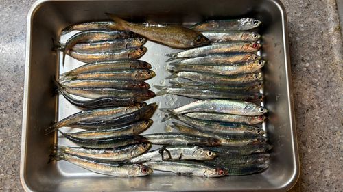 カタクチイワシの釣果