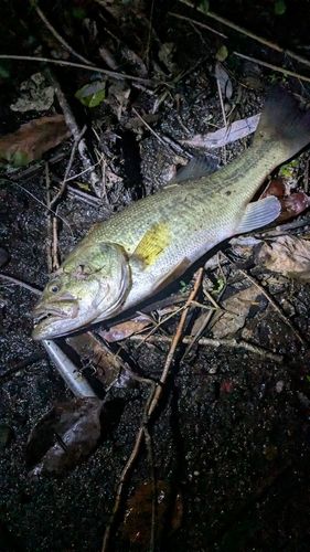ラージマウスバスの釣果