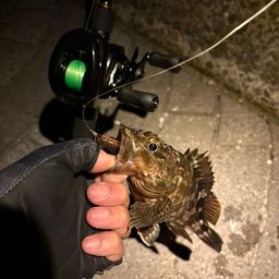 カサゴ
