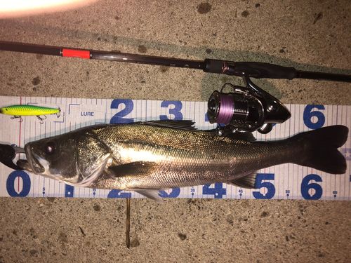 シーバスの釣果