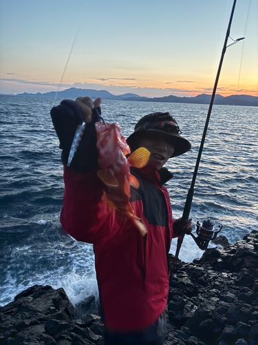 アカハタの釣果