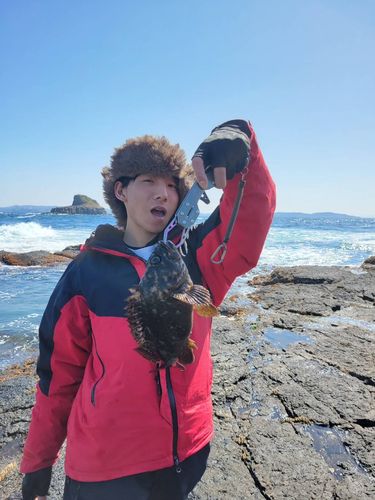 アオメバルの釣果