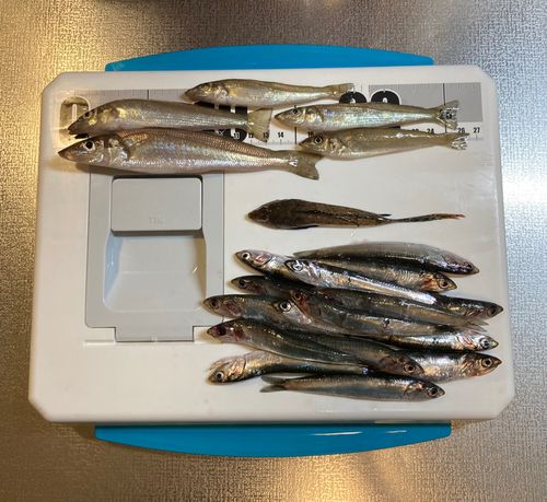 シロギスの釣果
